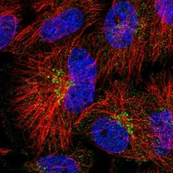 NCKAP5L Antibody, Novus Biologicals:Antibodies:Primary Antibodies